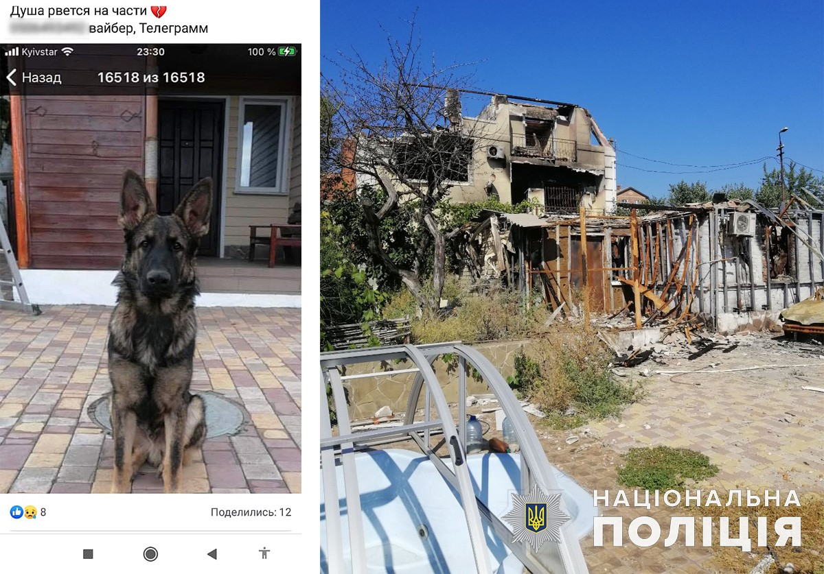 Пес встретился с хозяином спустя 9 месяцев разлуки