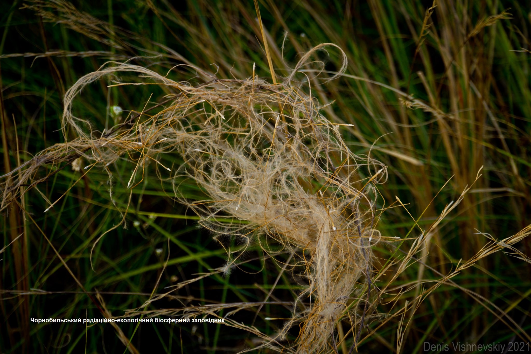 Растения заповедника