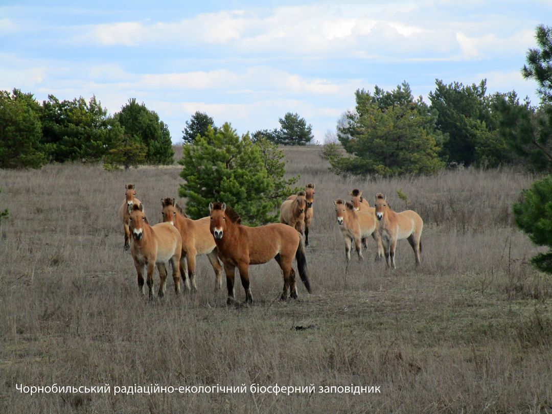 Лошади Пржевальского у ЧАЭС