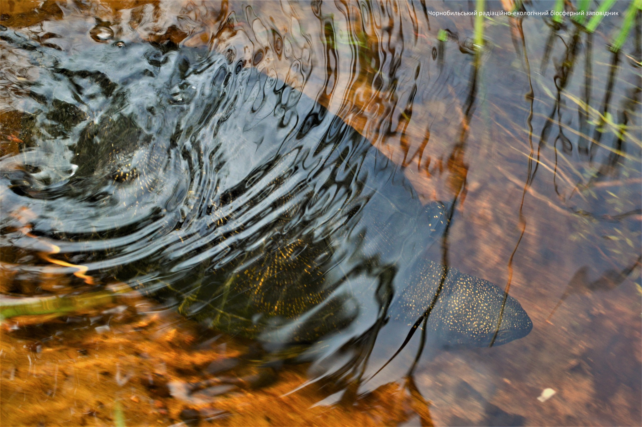 Черепаха под водой
