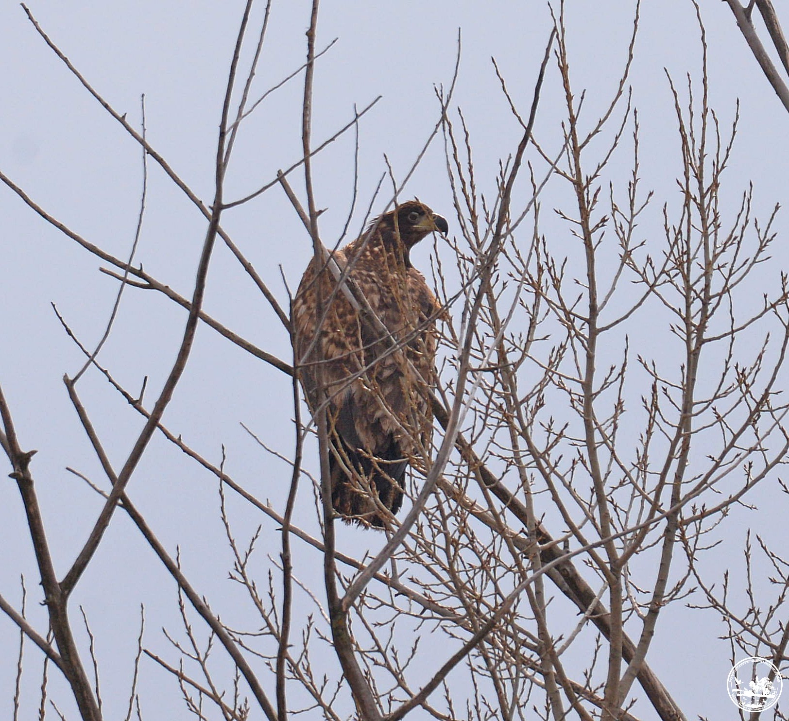 Птицы, фото 1