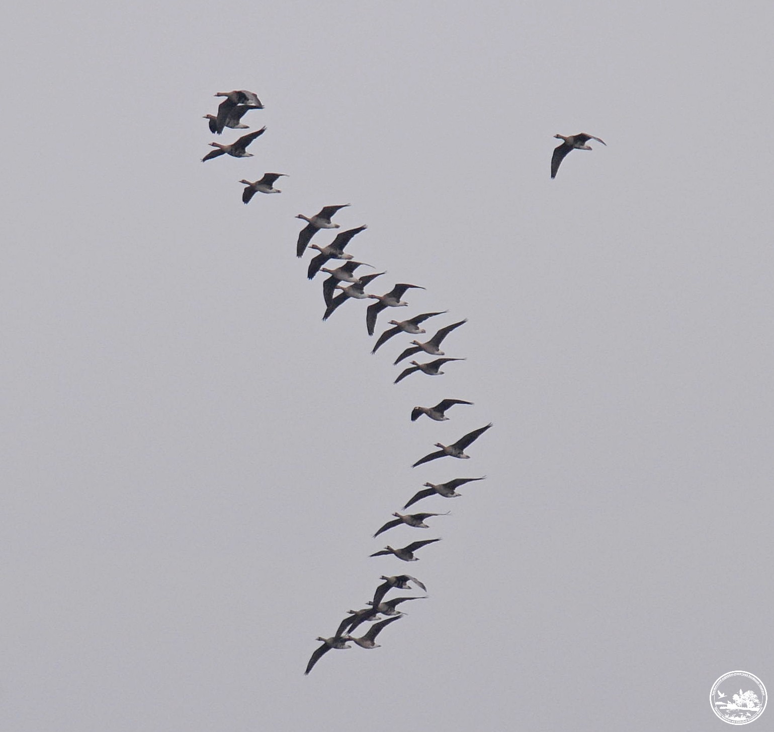 Птицы, фото 2