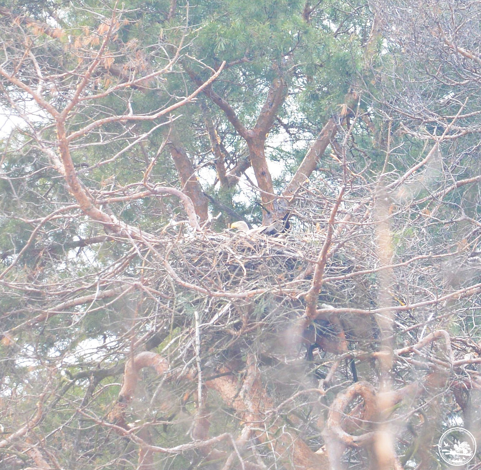 Птицы, фото 3