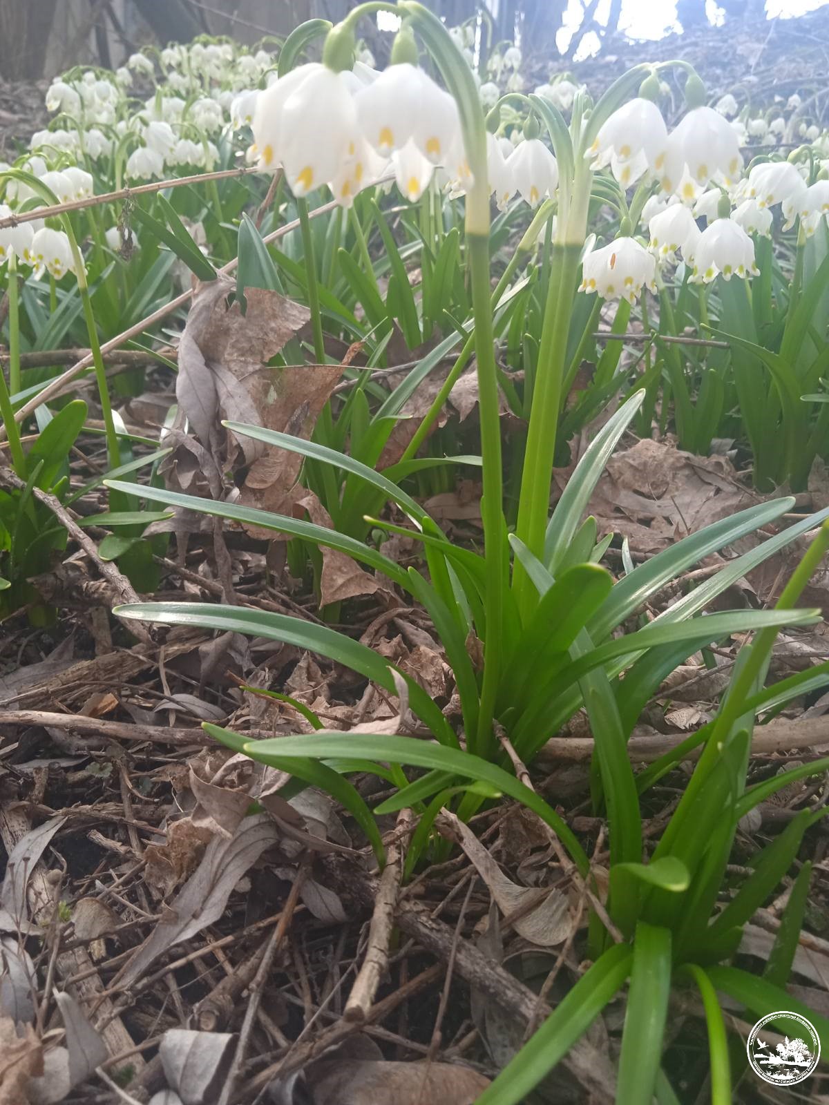 Весняні квіти, фото 2