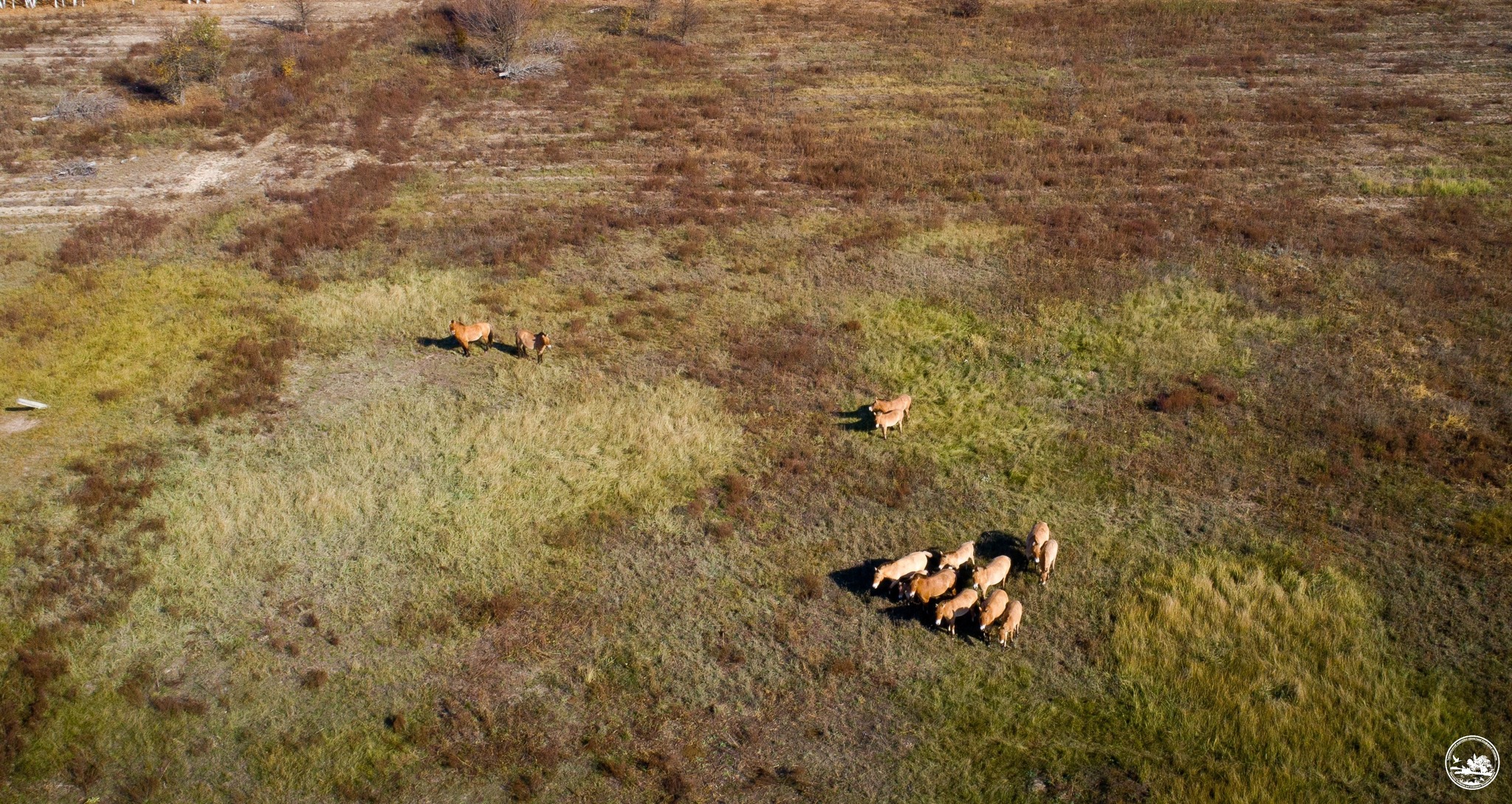 Лошади на поляне