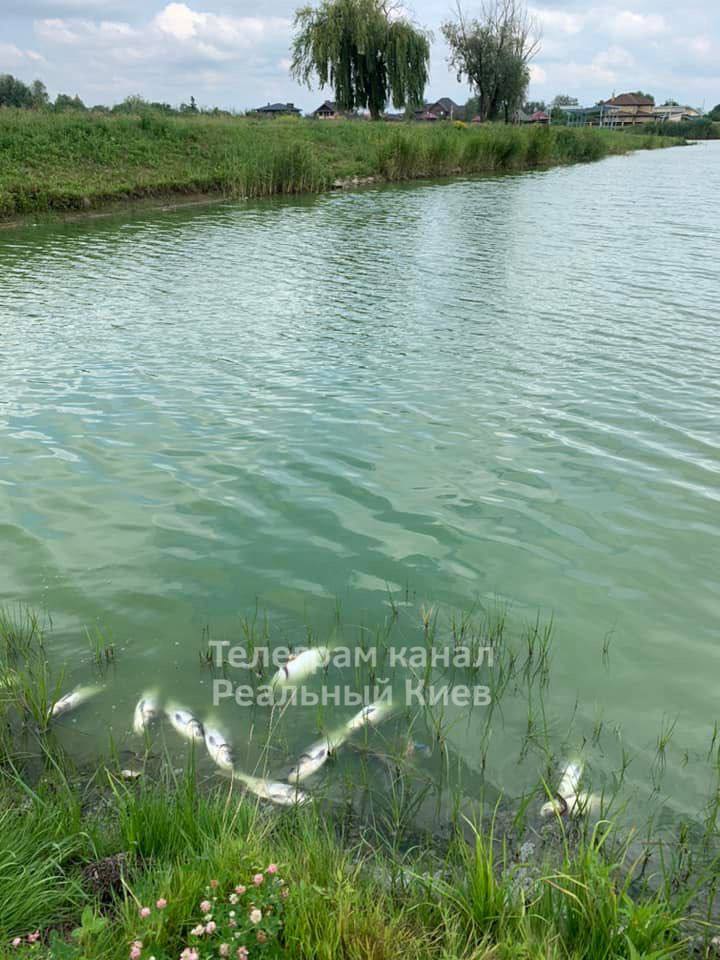 В Борисполе мор рыбы