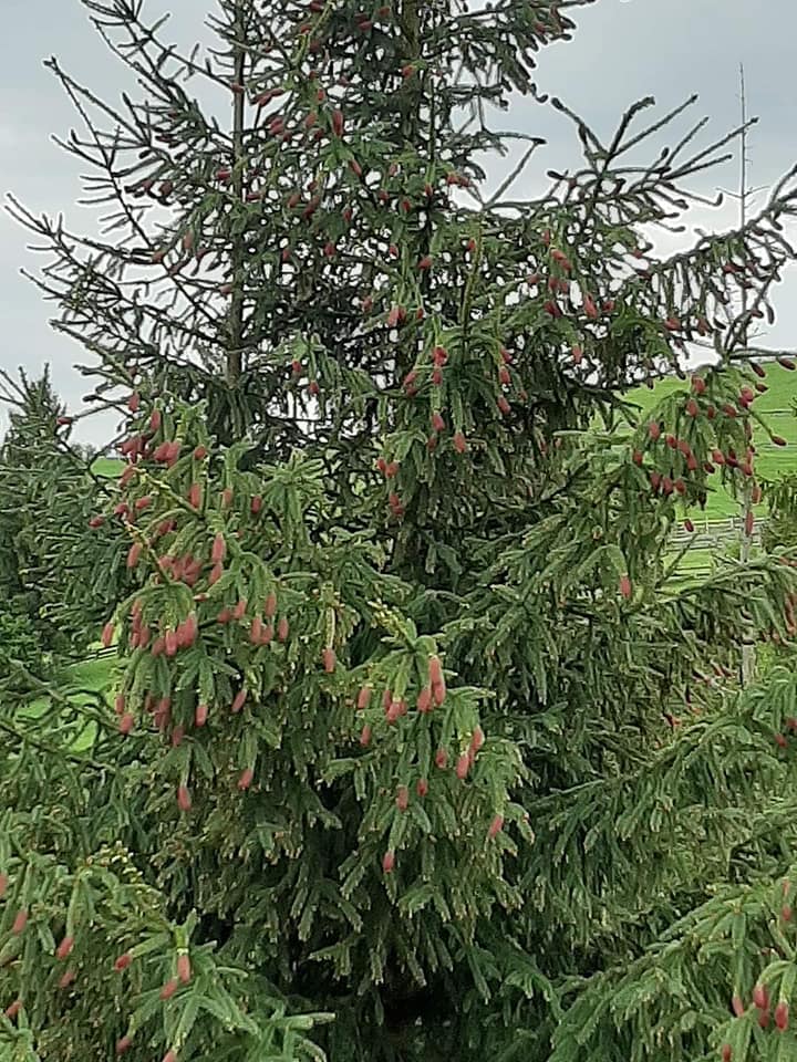 В Карпатах цветет ель. Фото: Facebook/ ДП "Гринявське лісове господарство"