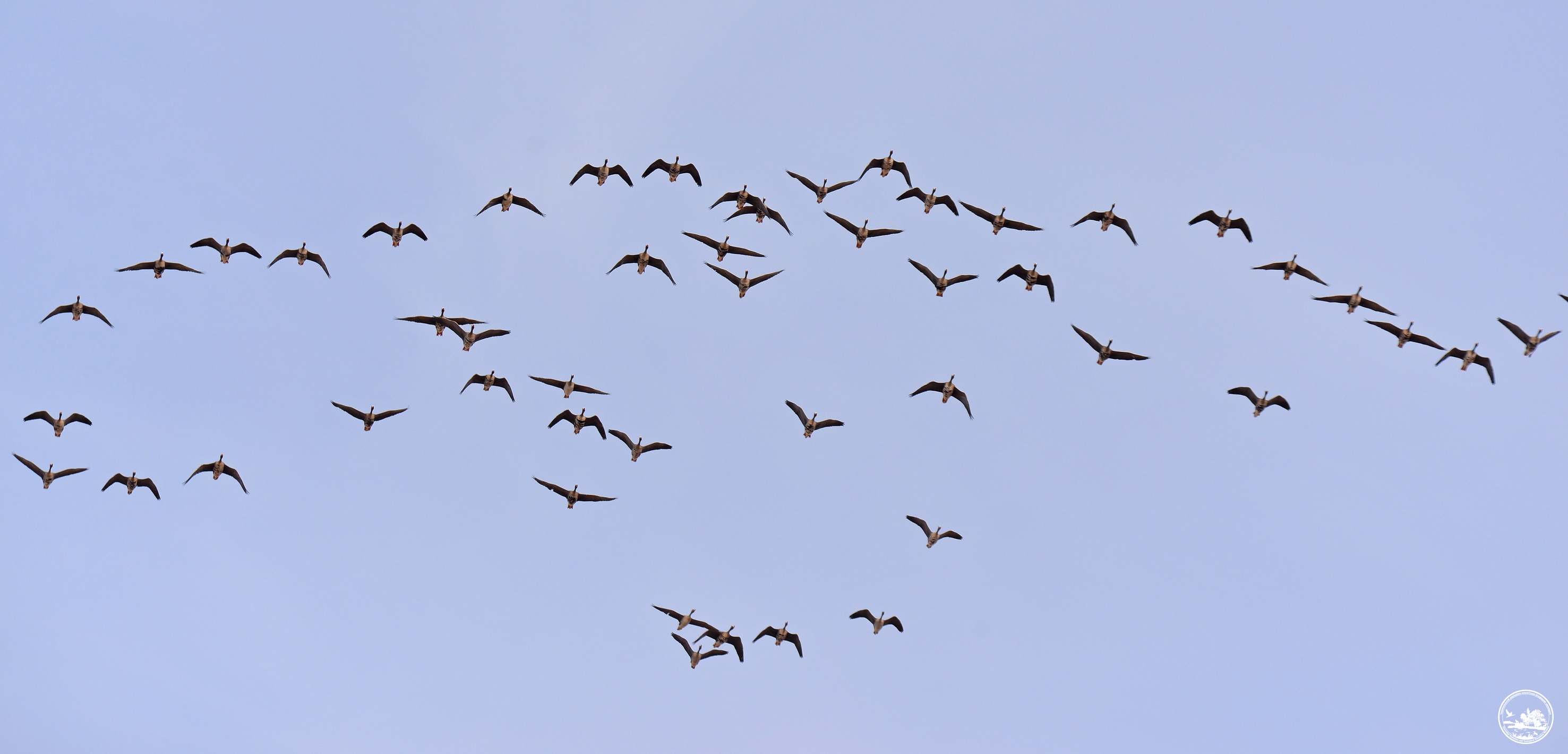 Гуси в полете