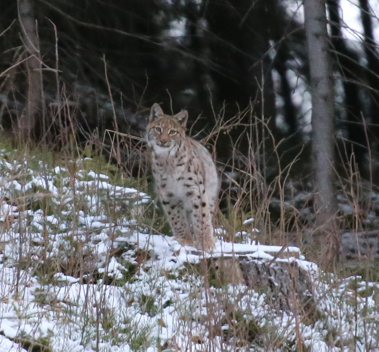 Рысь в Карпатах. Фото: Facebook / Мирон Марецкий