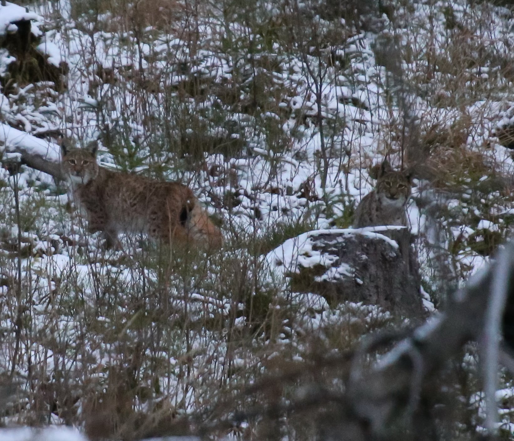 Рысь в Карпатах. Фото: Facebook / Мирон Марецкий
